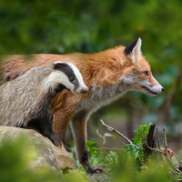 Woodland Paws Rescue